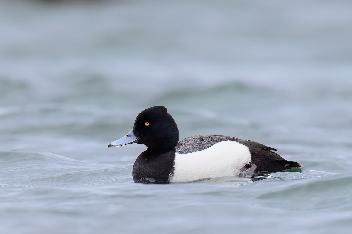 Tufted Duck x scaup sp. (hybrid) - Brian Stahls