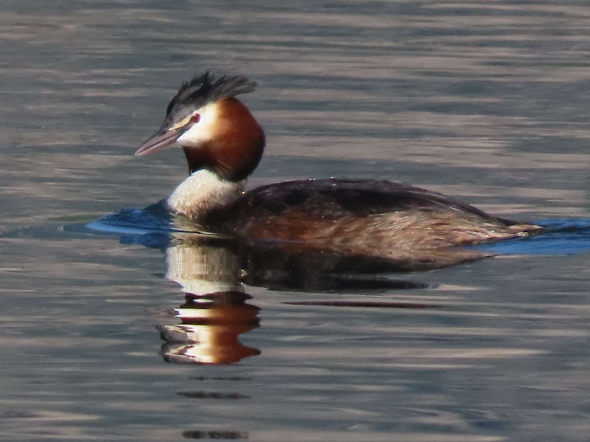 Great Crested Grebe - ML617731164