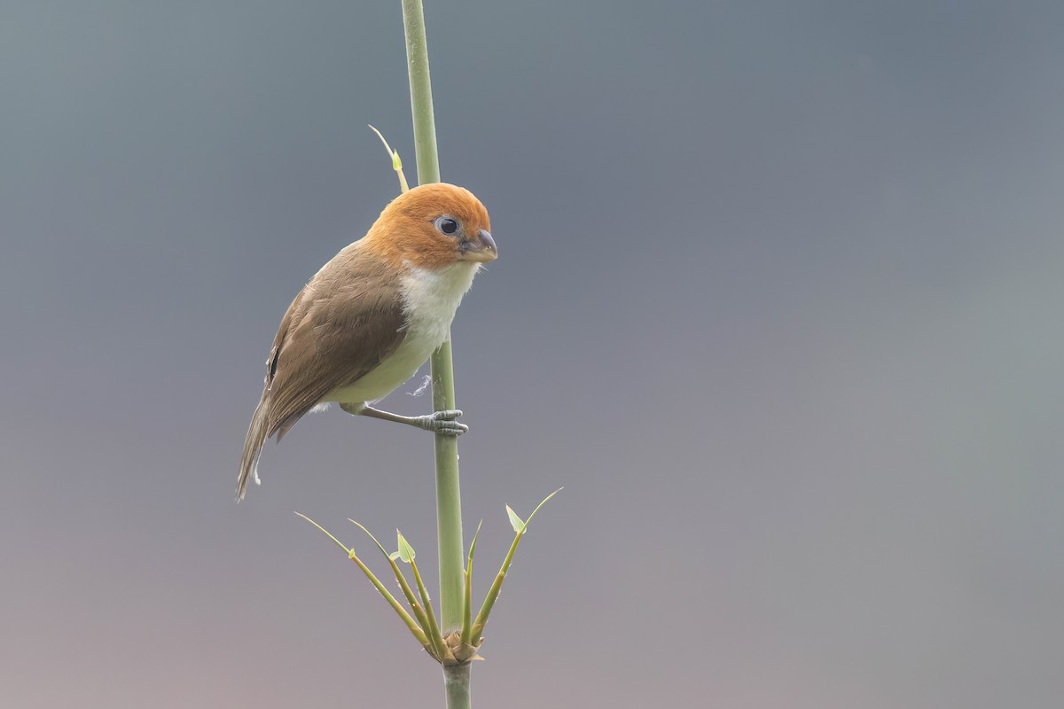 White-breasted Parrotbill - ML617731168