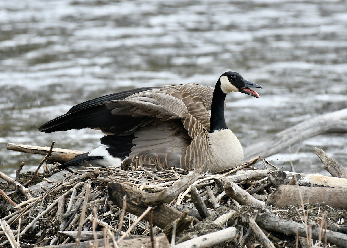 Canada Goose - Jennifer Bordeleau
