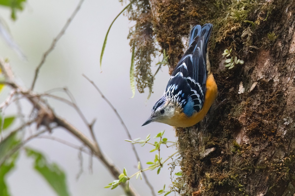 Beautiful Nuthatch - Chris Venetz | Ornis Birding Expeditions