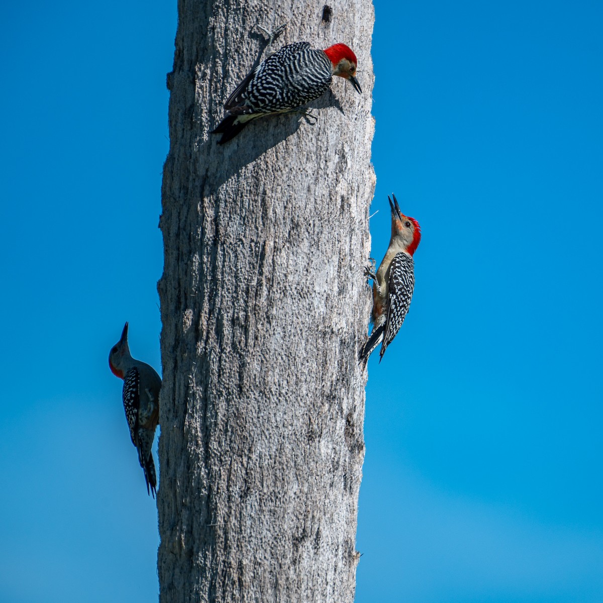 Red-bellied Woodpecker - Alex G.