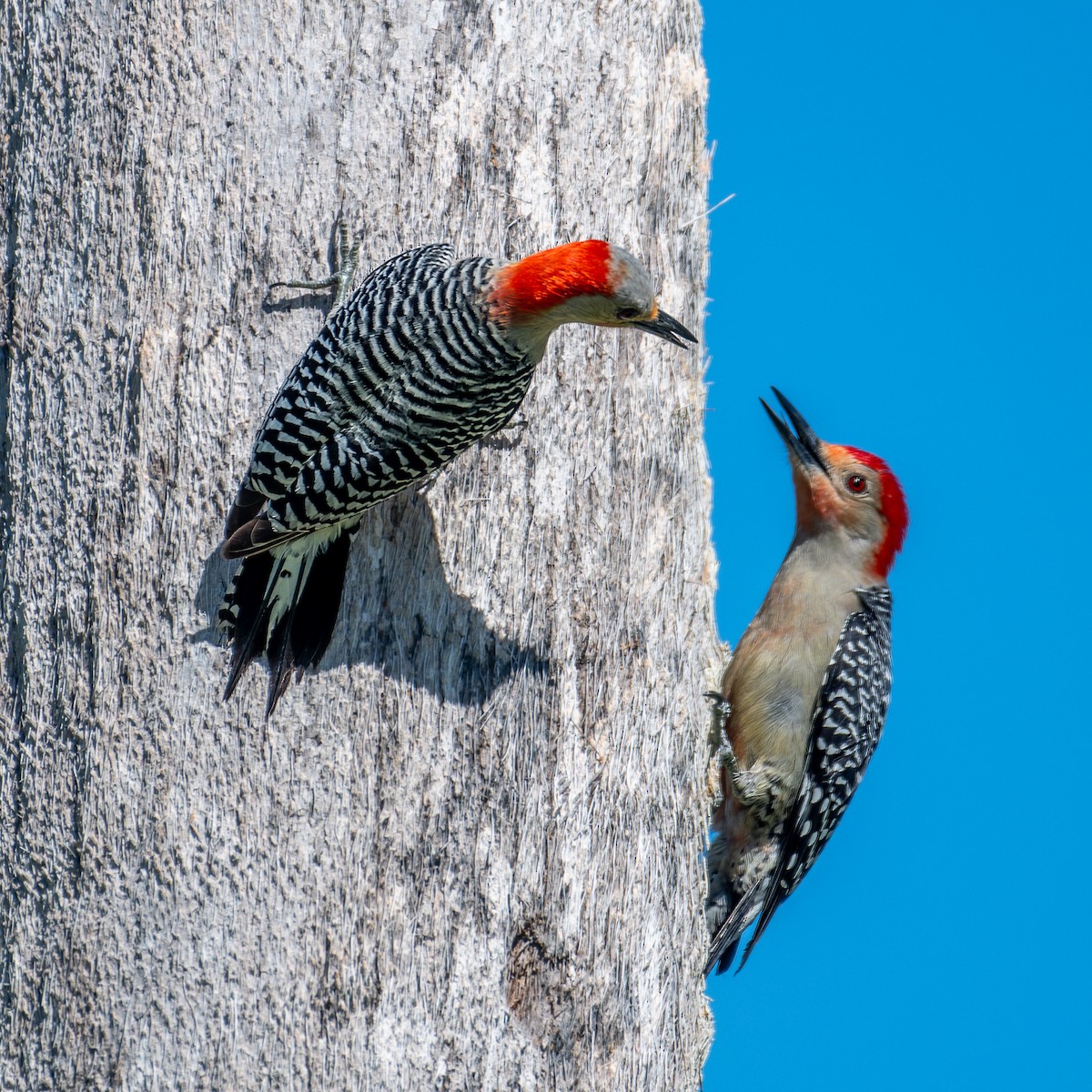 Red-bellied Woodpecker - Alex G.