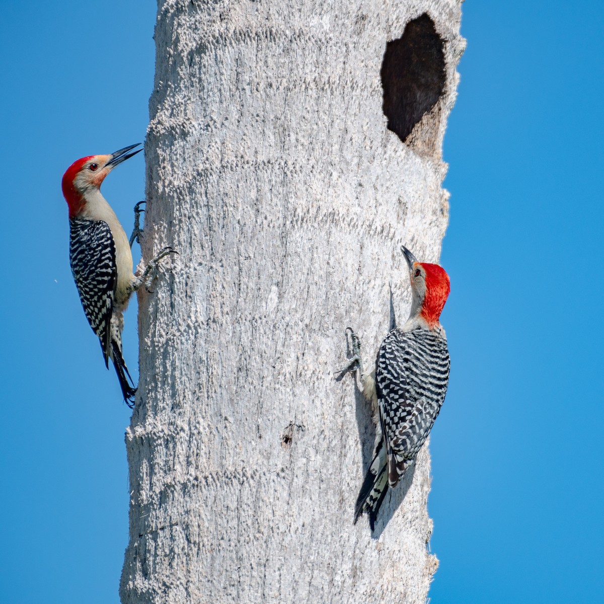 Red-bellied Woodpecker - ML617731213