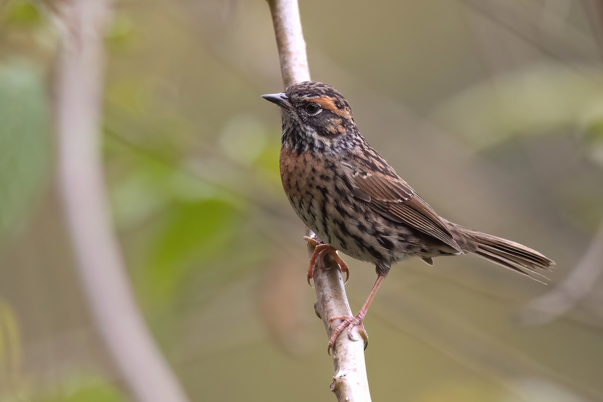 Rufous-breasted Accentor - Chris Venetz | Ornis Birding Expeditions