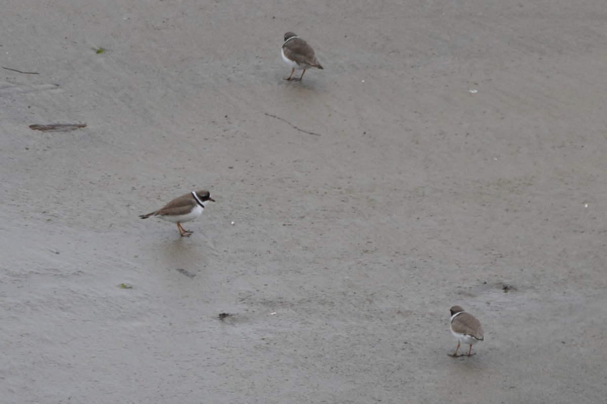 Semipalmated Plover - ML617731256