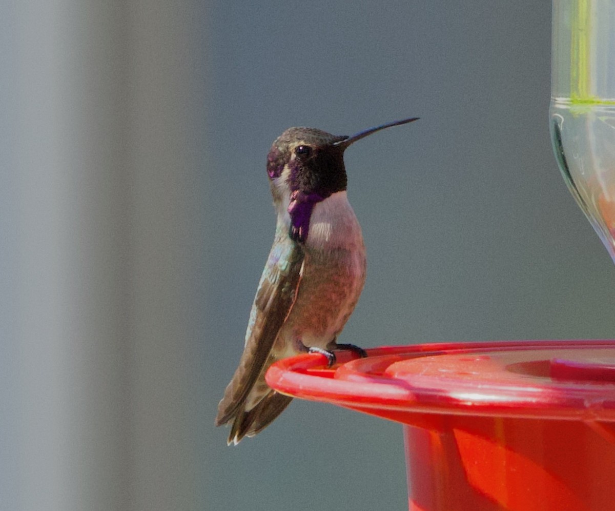 Costa's Hummingbird - Pair of Wing-Nuts
