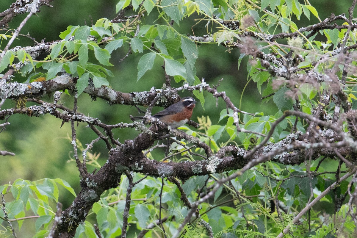 Black-and-chestnut Warbling Finch - ML617731297