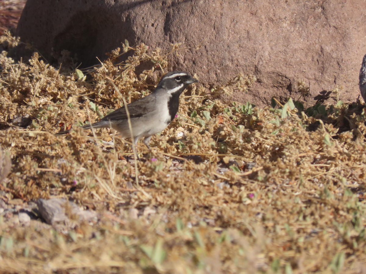 Black-throated Sparrow - ML617731308