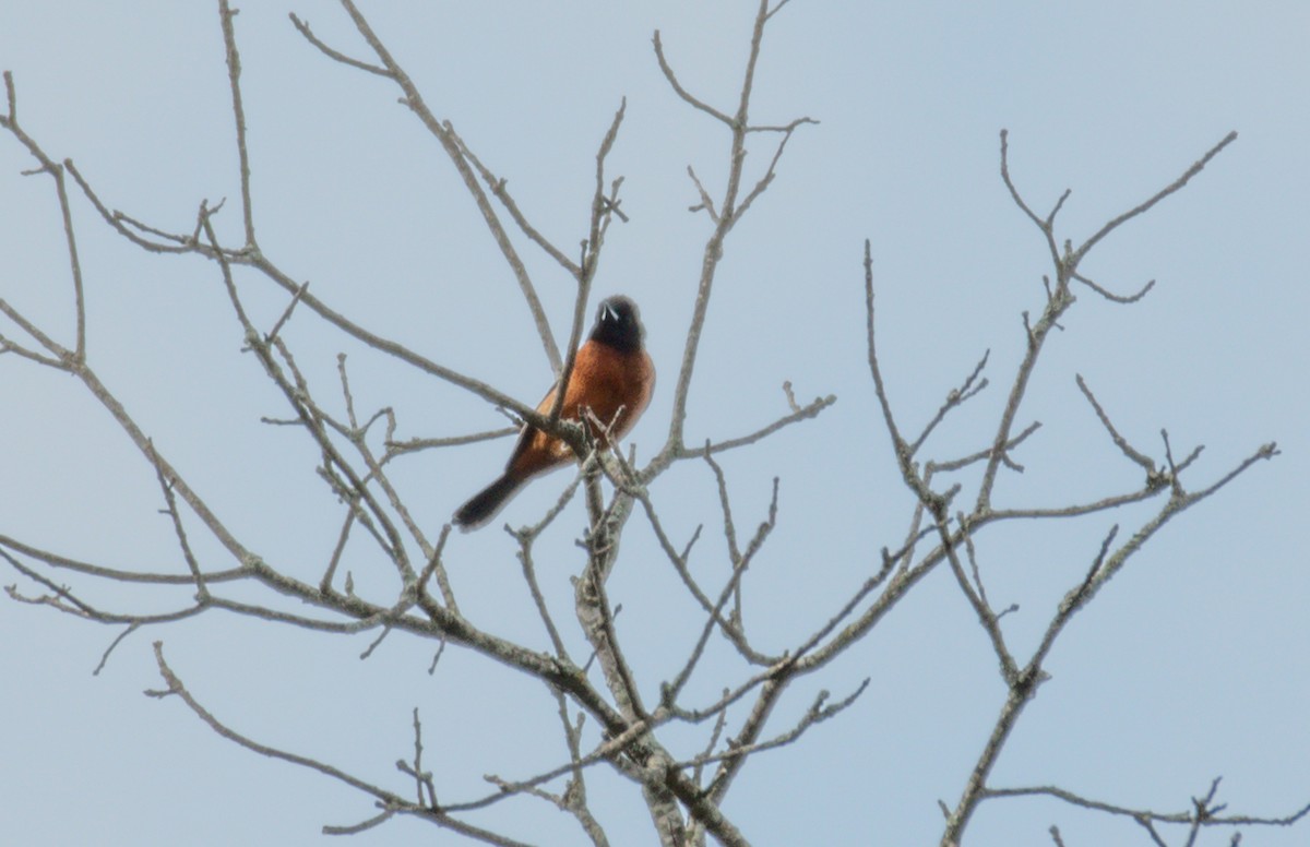 Orchard Oriole - ML617731376