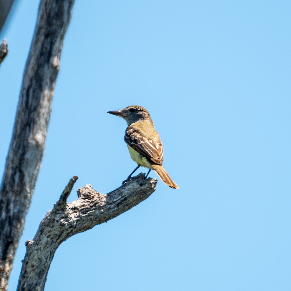 Great Crested Flycatcher - ML617731408