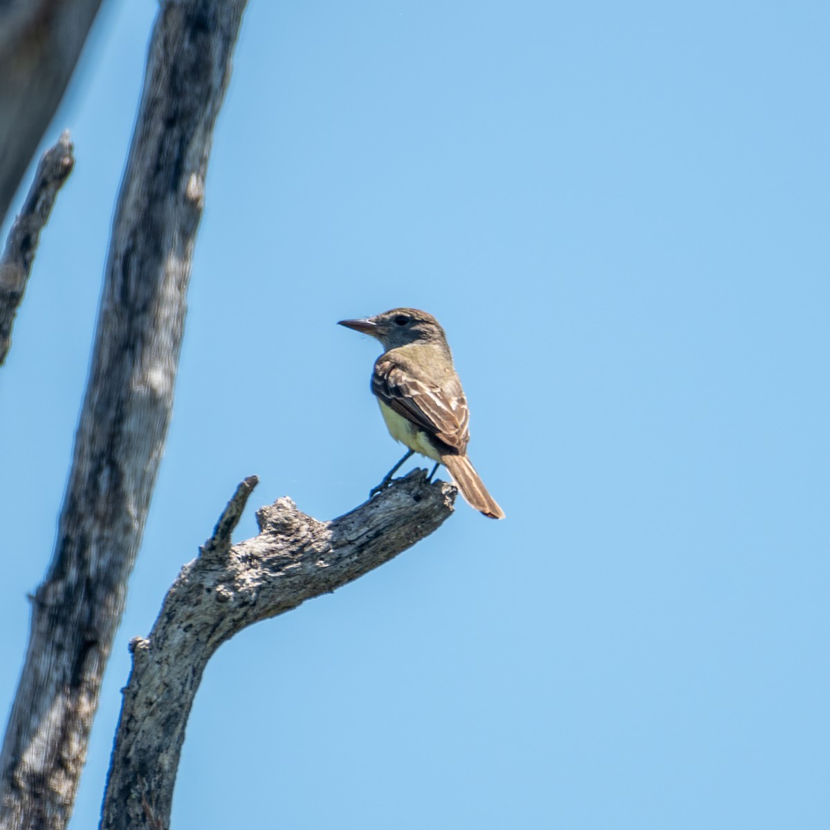 Great Crested Flycatcher - ML617731412