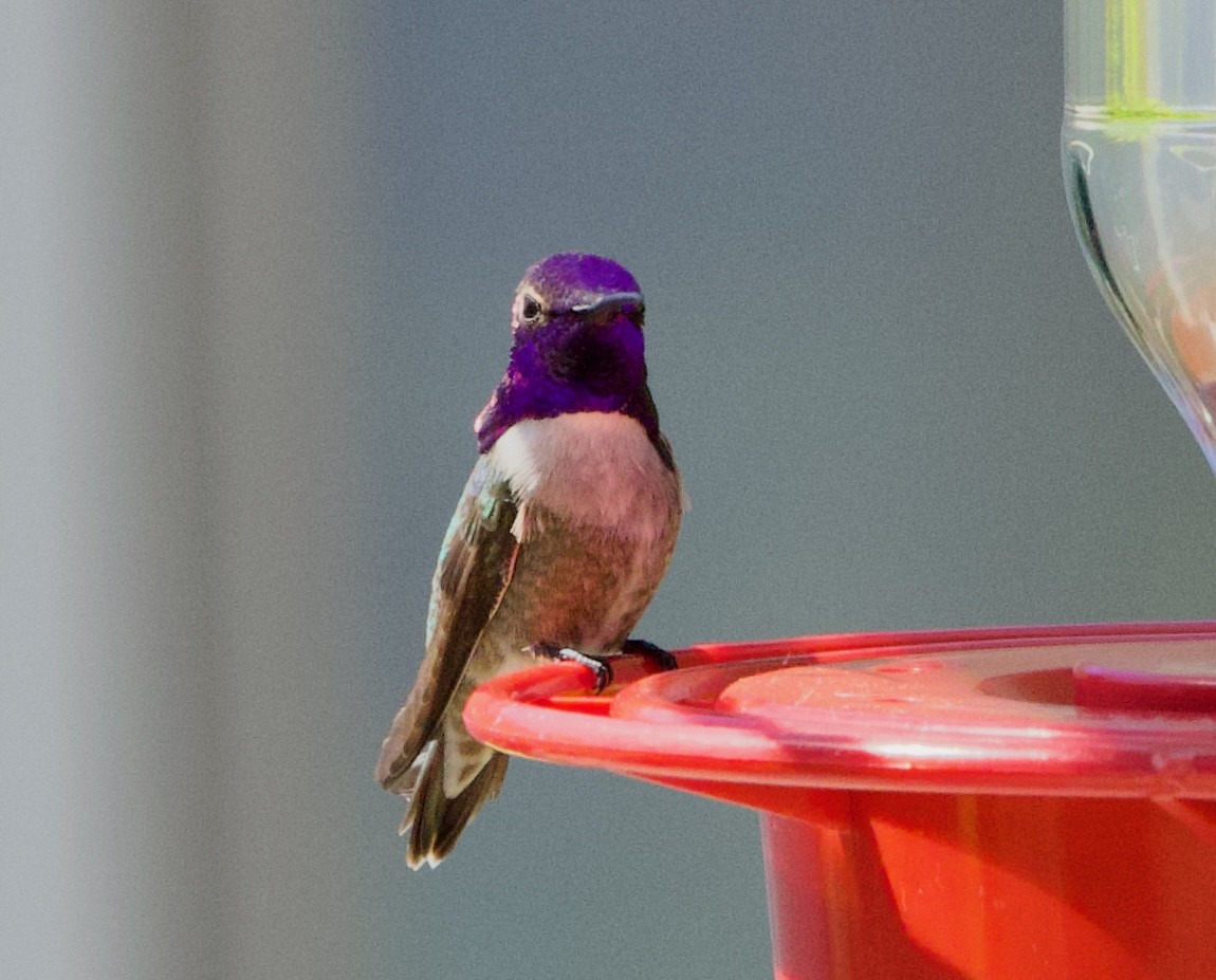 Costa's Hummingbird - ML617731413