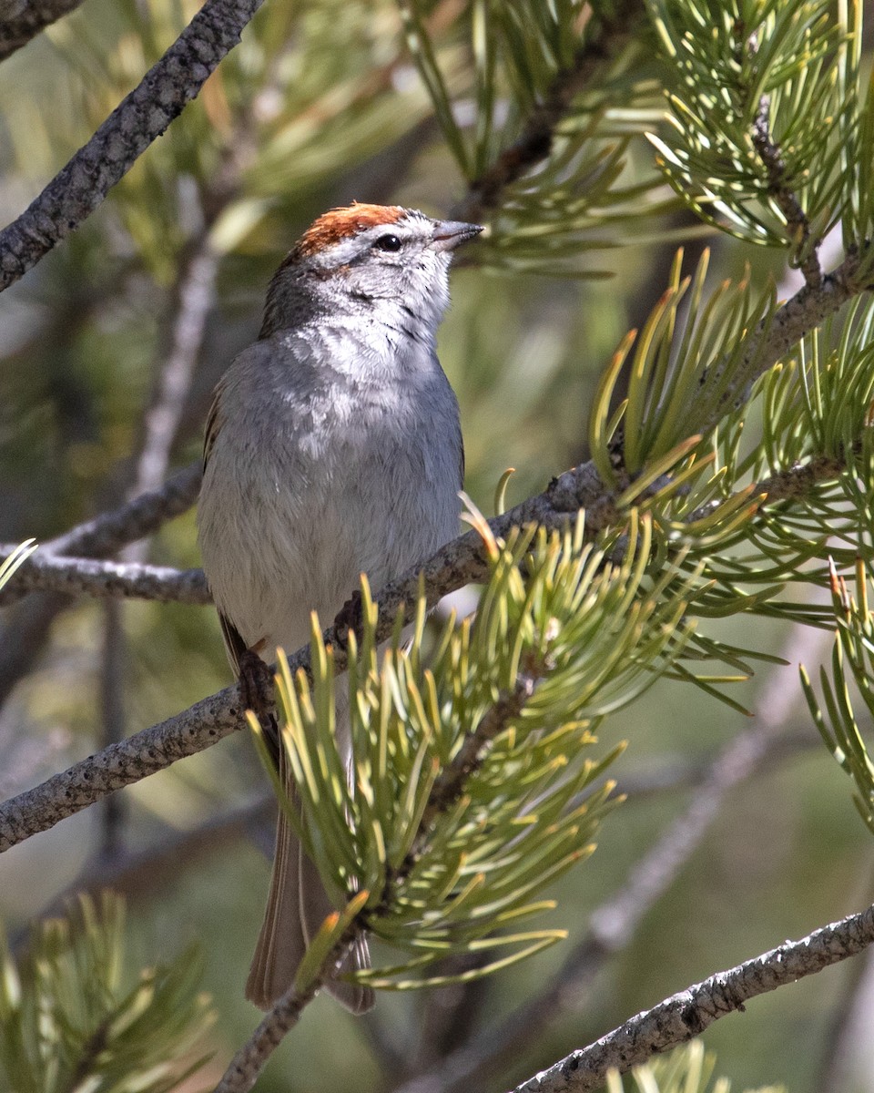 Chipping Sparrow - ML617731431