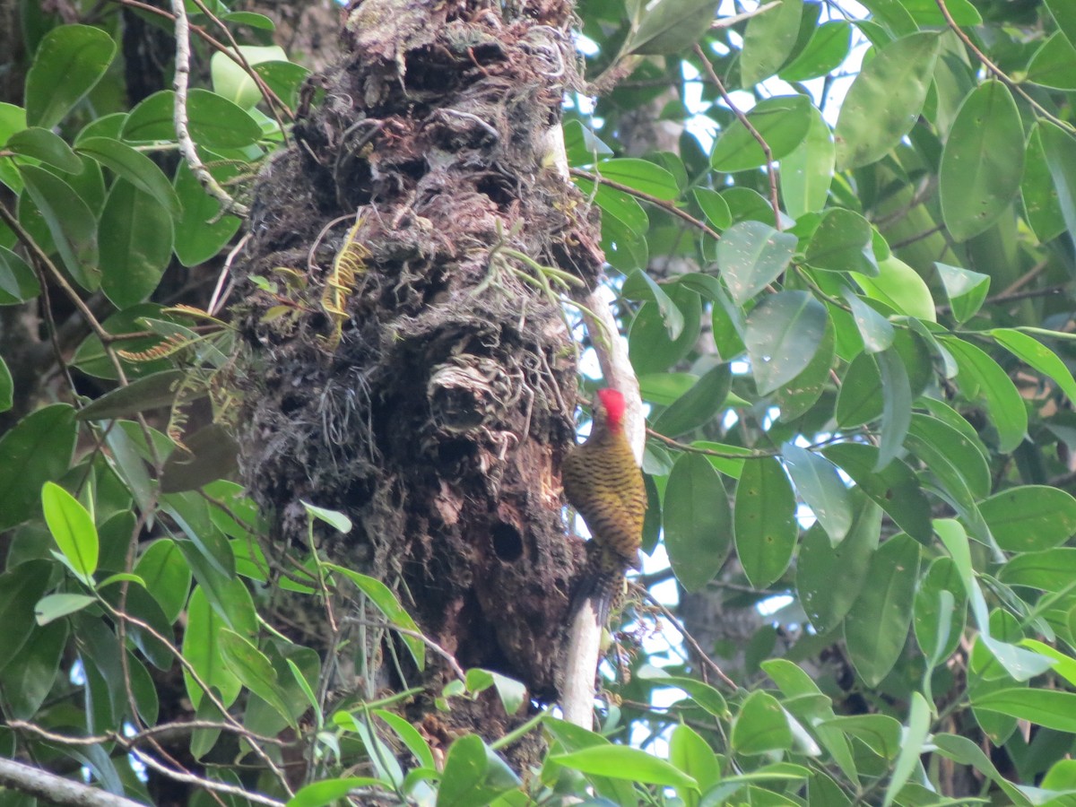 Spot-breasted Woodpecker - ML617731438
