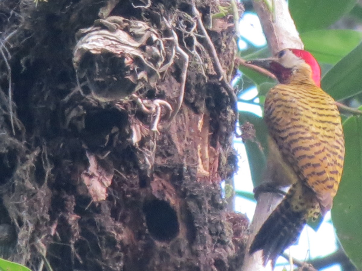Spot-breasted Woodpecker - ML617731439