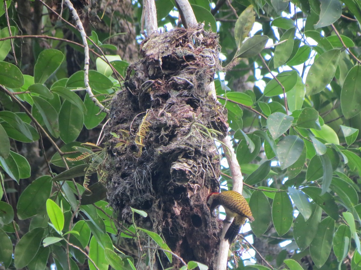 Spot-breasted Woodpecker - ML617731440