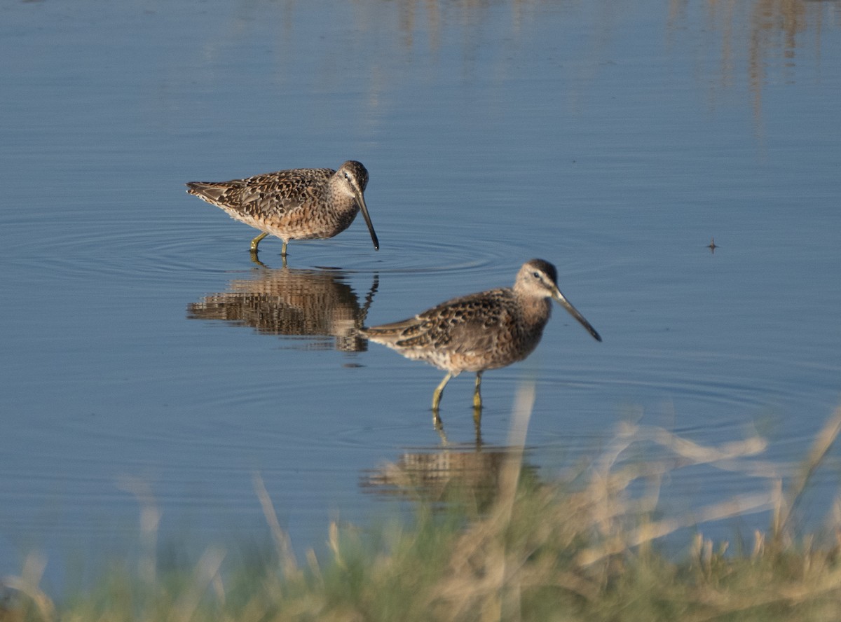 Long-billed Dowitcher - Corry Clinton
