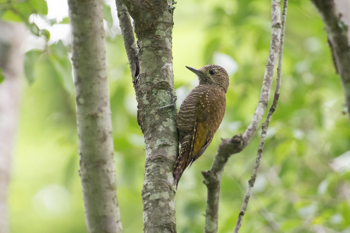 Dot-fronted Woodpecker - ML617731543