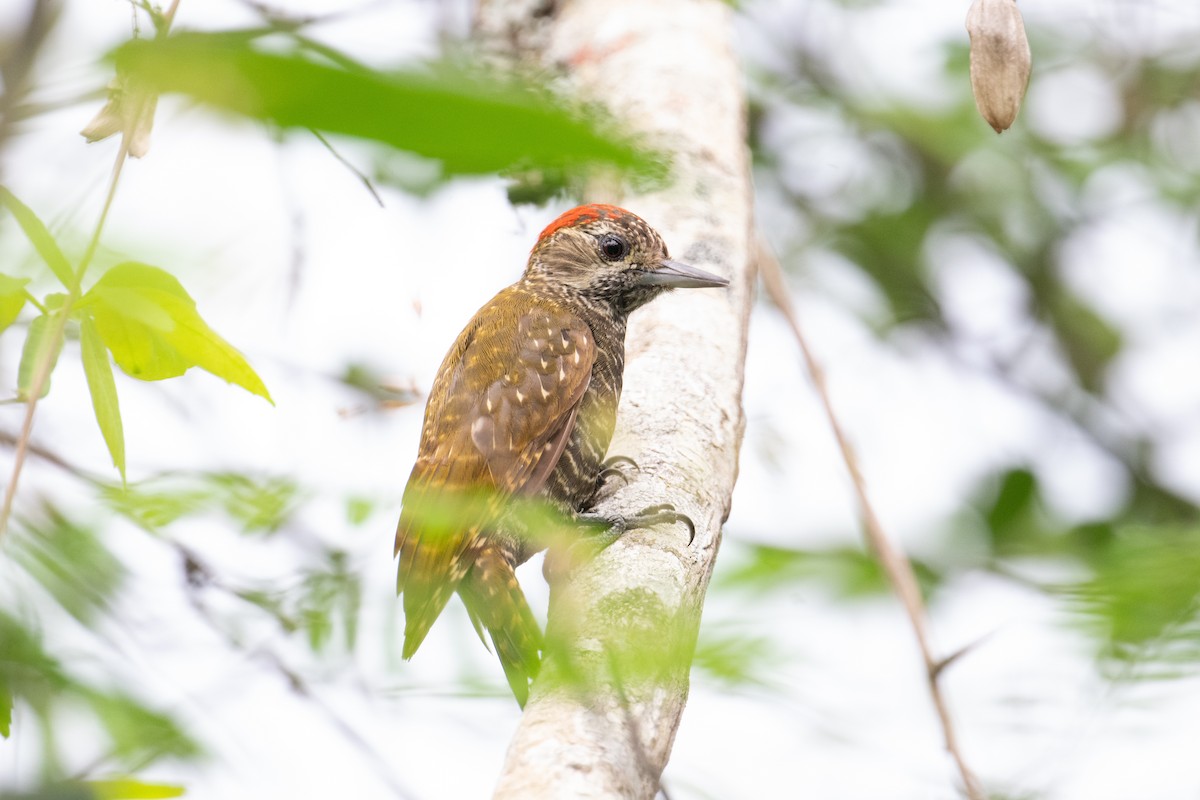 Dot-fronted Woodpecker - ML617731567