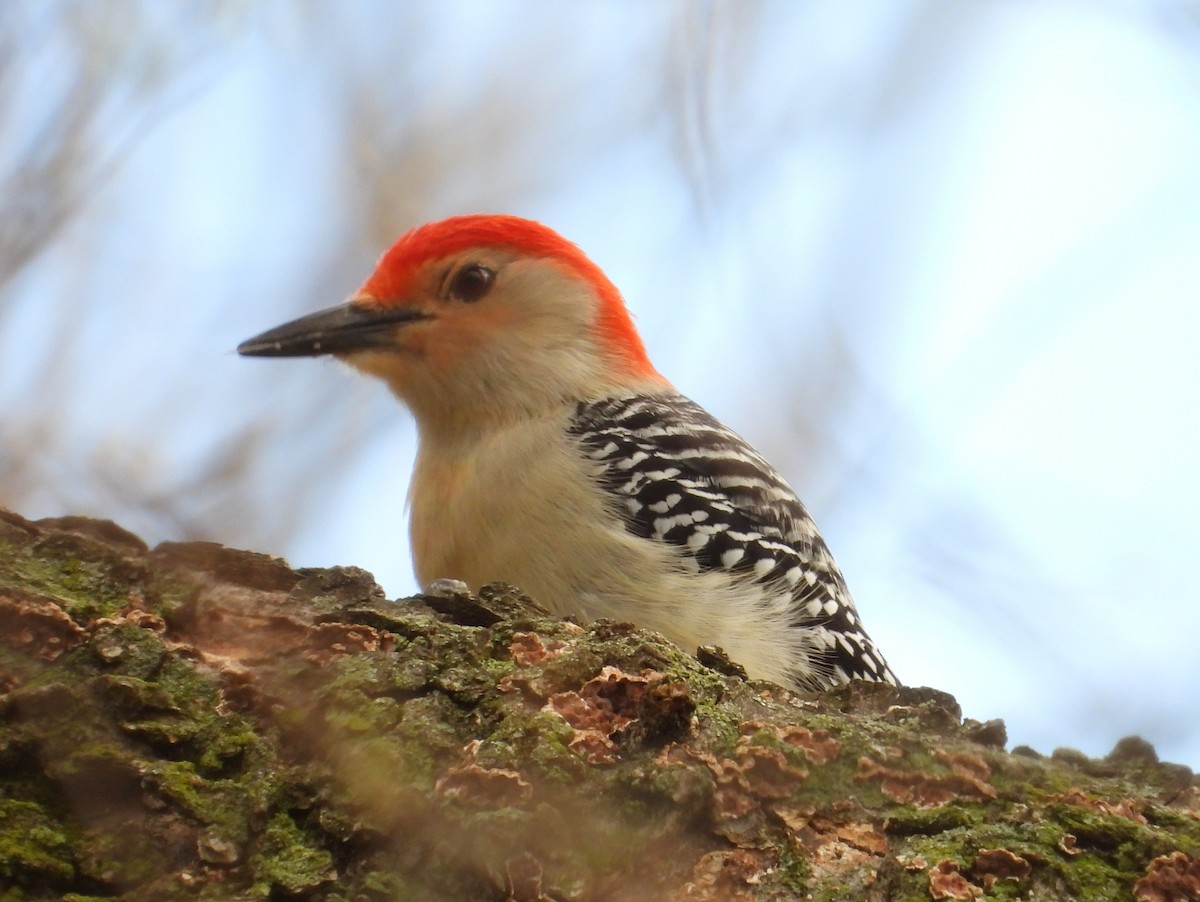 Red-bellied Woodpecker - ML617731584