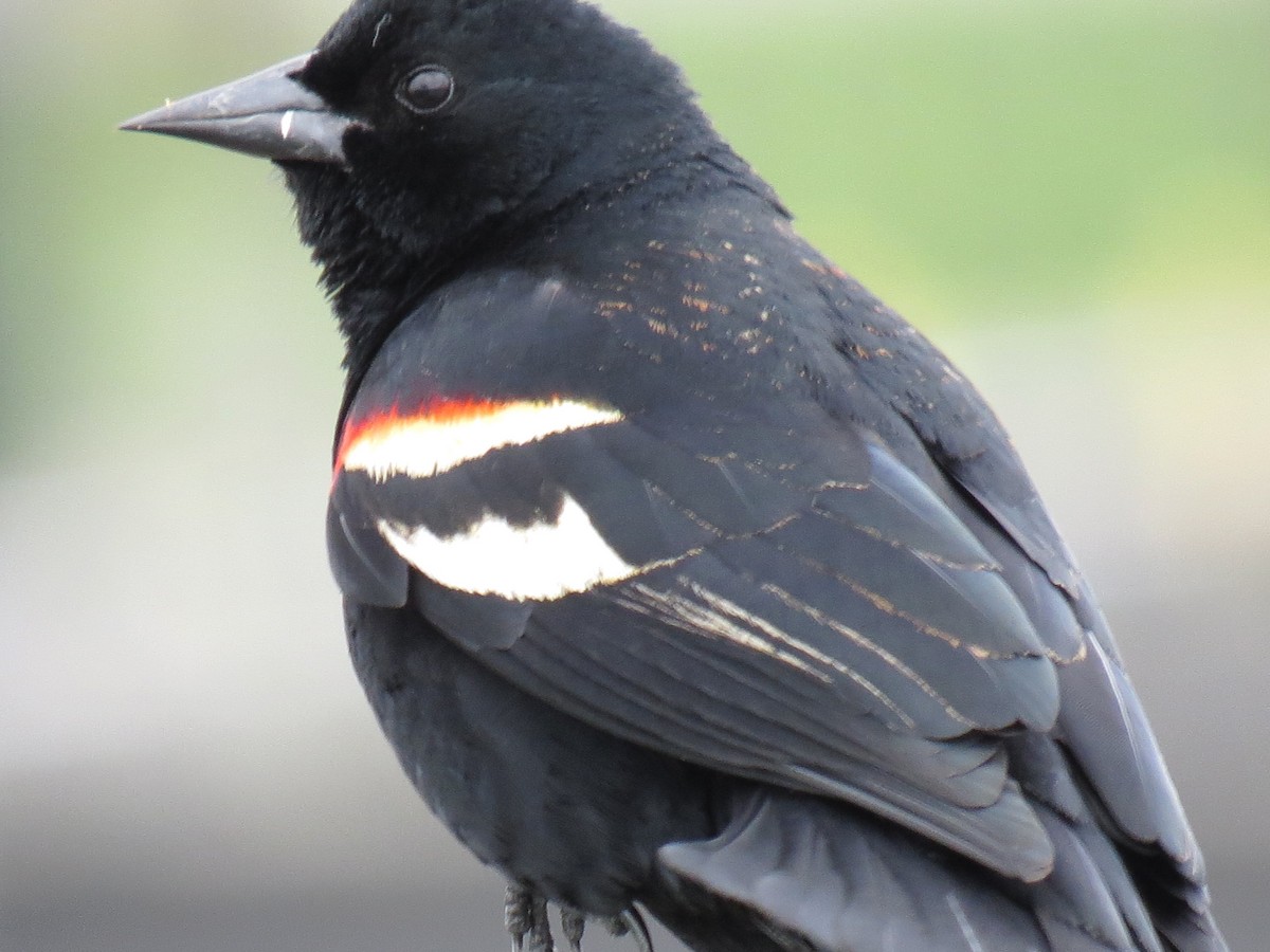 Red-winged Blackbird - shelley seidman