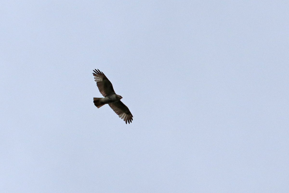 Red-tailed Hawk - ML617731603