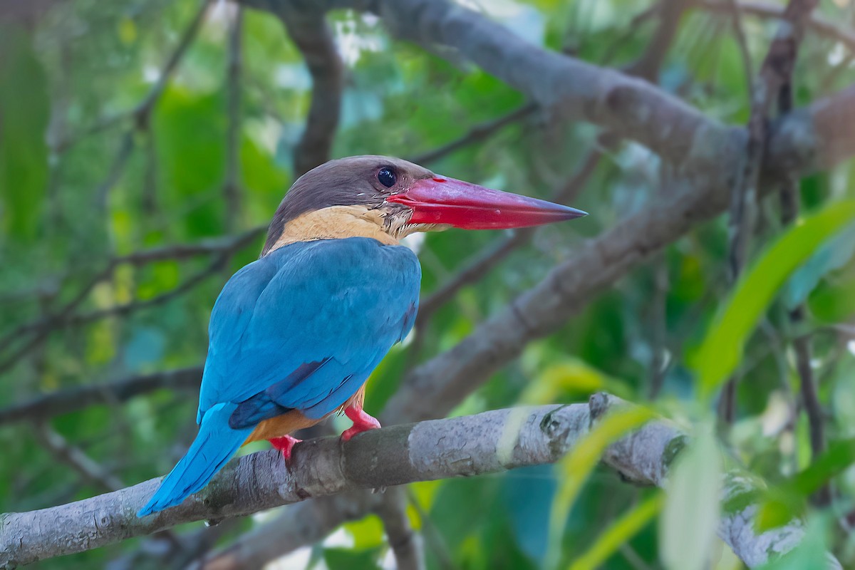 Stork-billed Kingfisher - Rajkumar Das