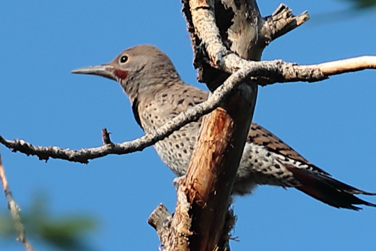 Northern Flicker (Red-shafted) - ML61773181