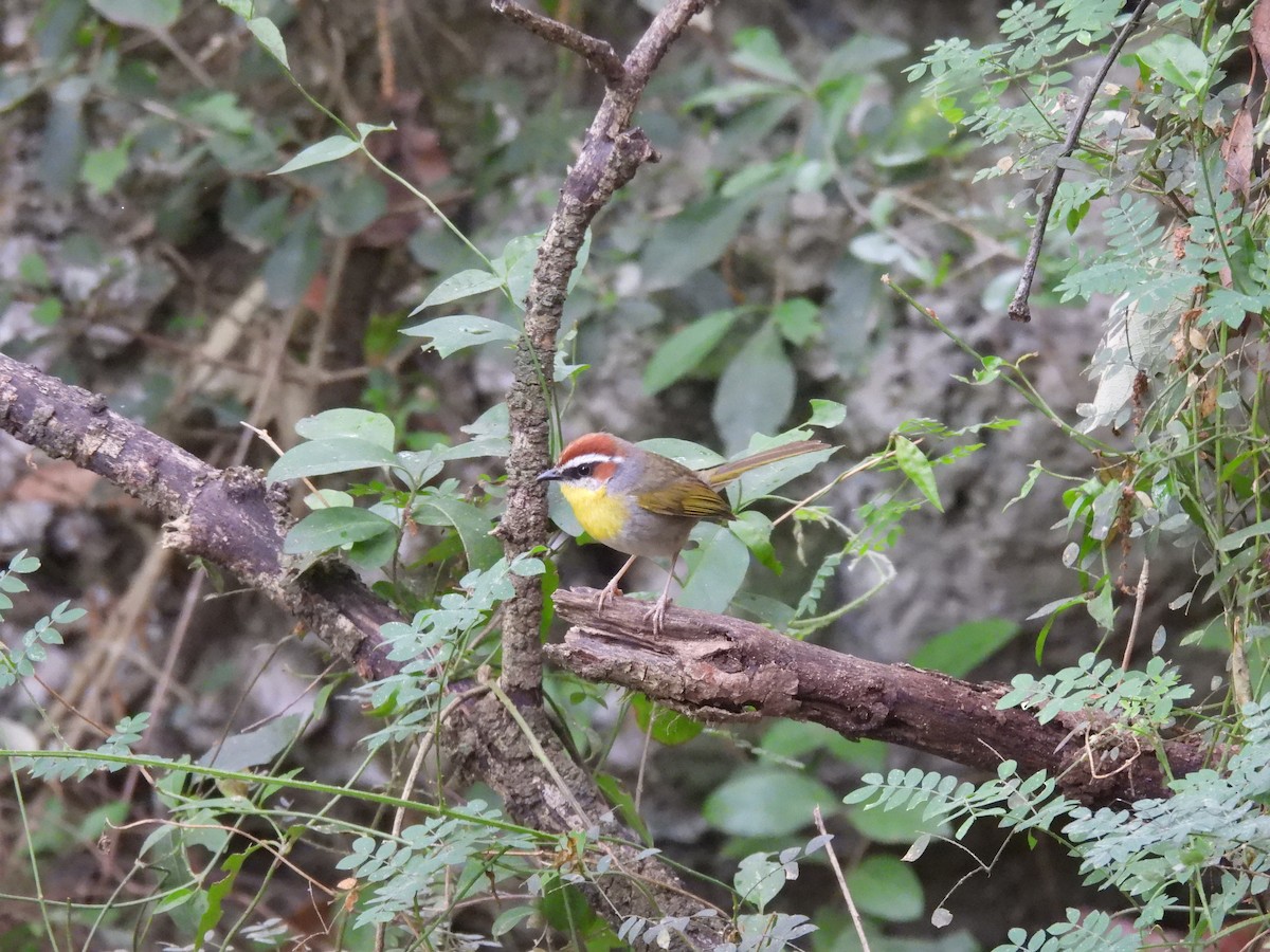 Rufous-capped Warbler - ML617731892