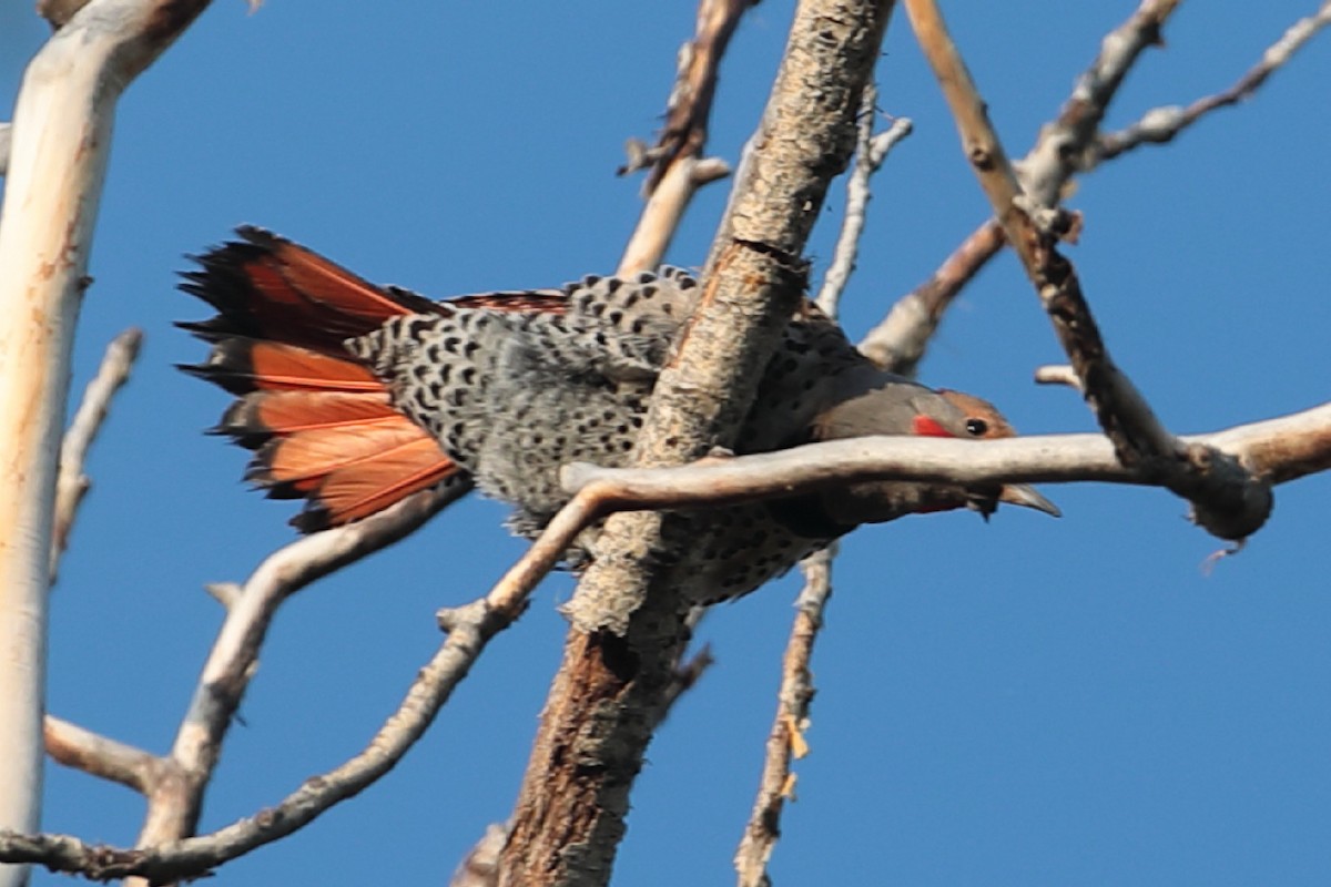 Northern Flicker (Red-shafted) - ML61773191