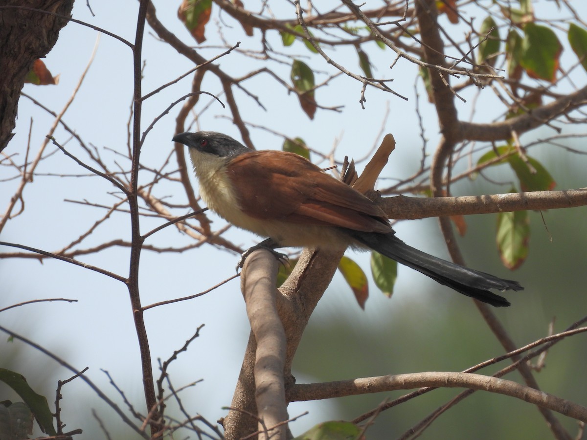 Senegal Coucal - Toby Phelps