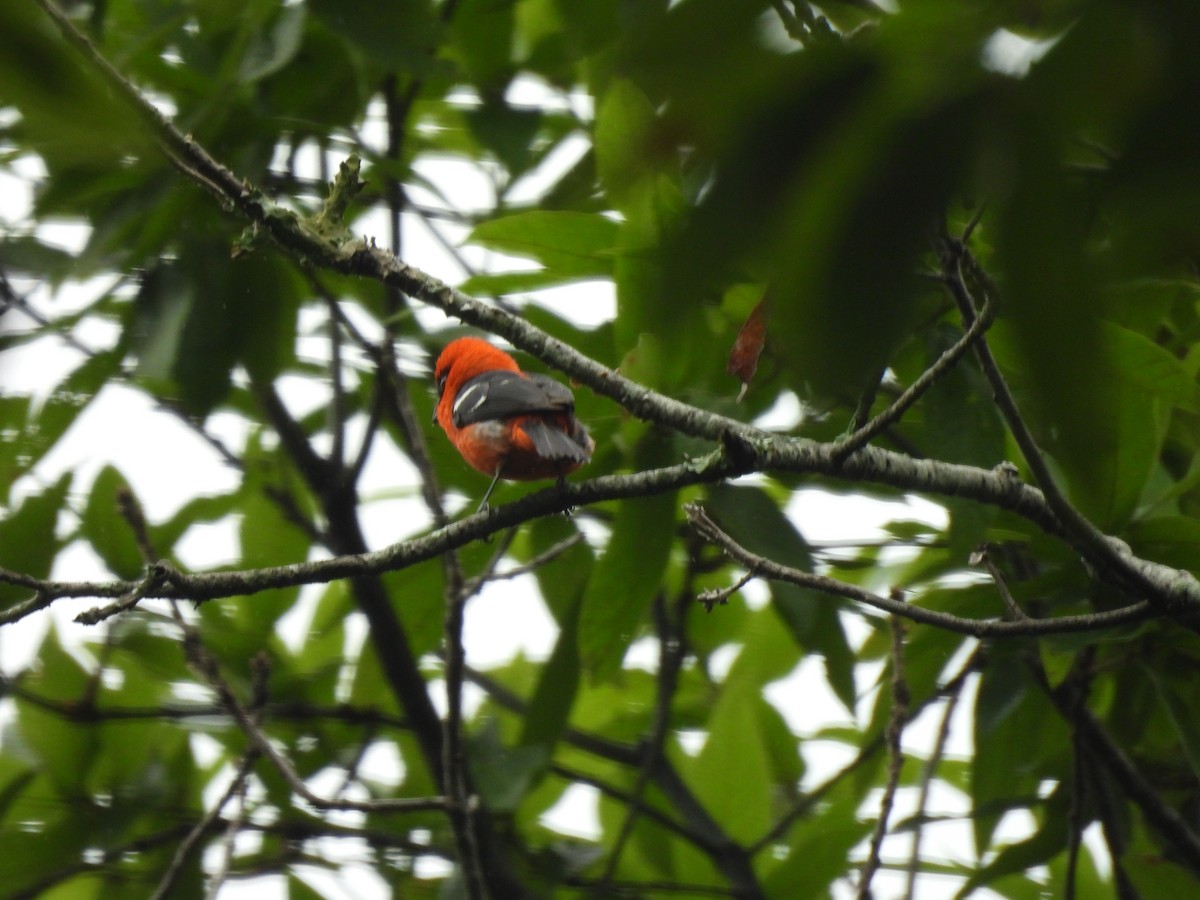 White-winged Tanager - ML617731959