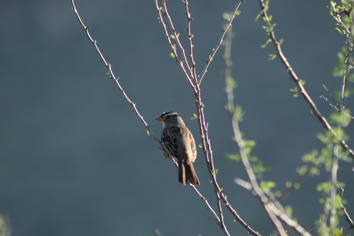 White-crowned Sparrow - ML617731973