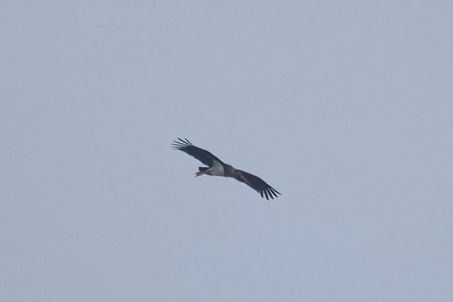 Black Stork - A W