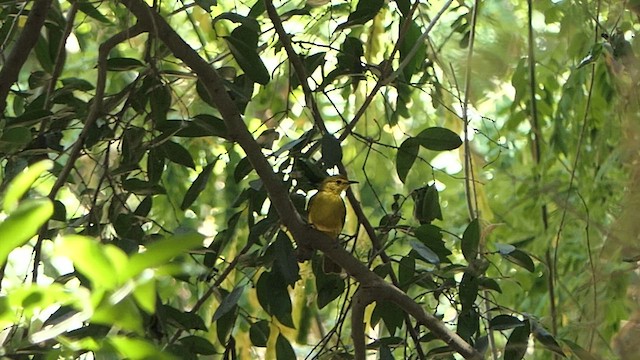 Sarı Kaşlı Arapbülbülü - ML617732114