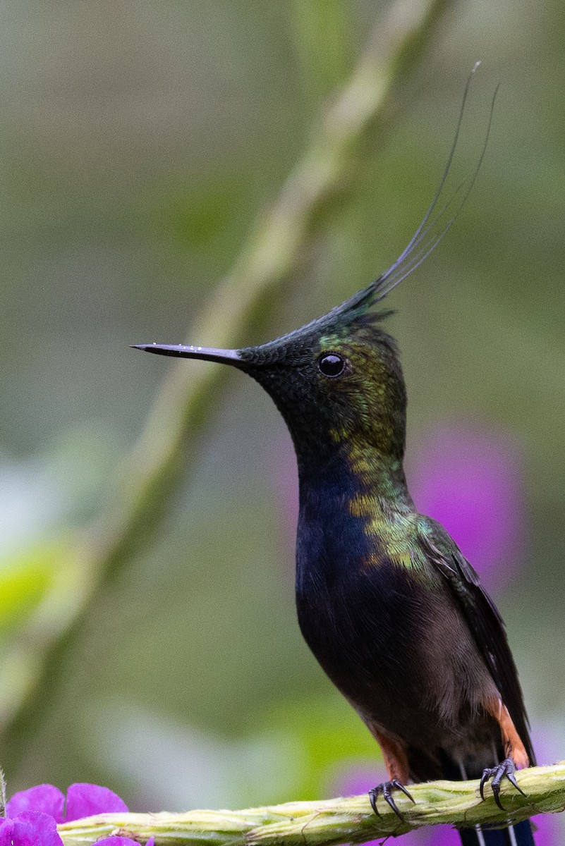Wire-crested Thorntail - ML617732147