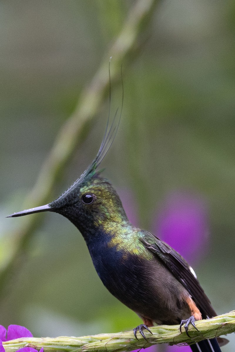 Wire-crested Thorntail - ML617732148