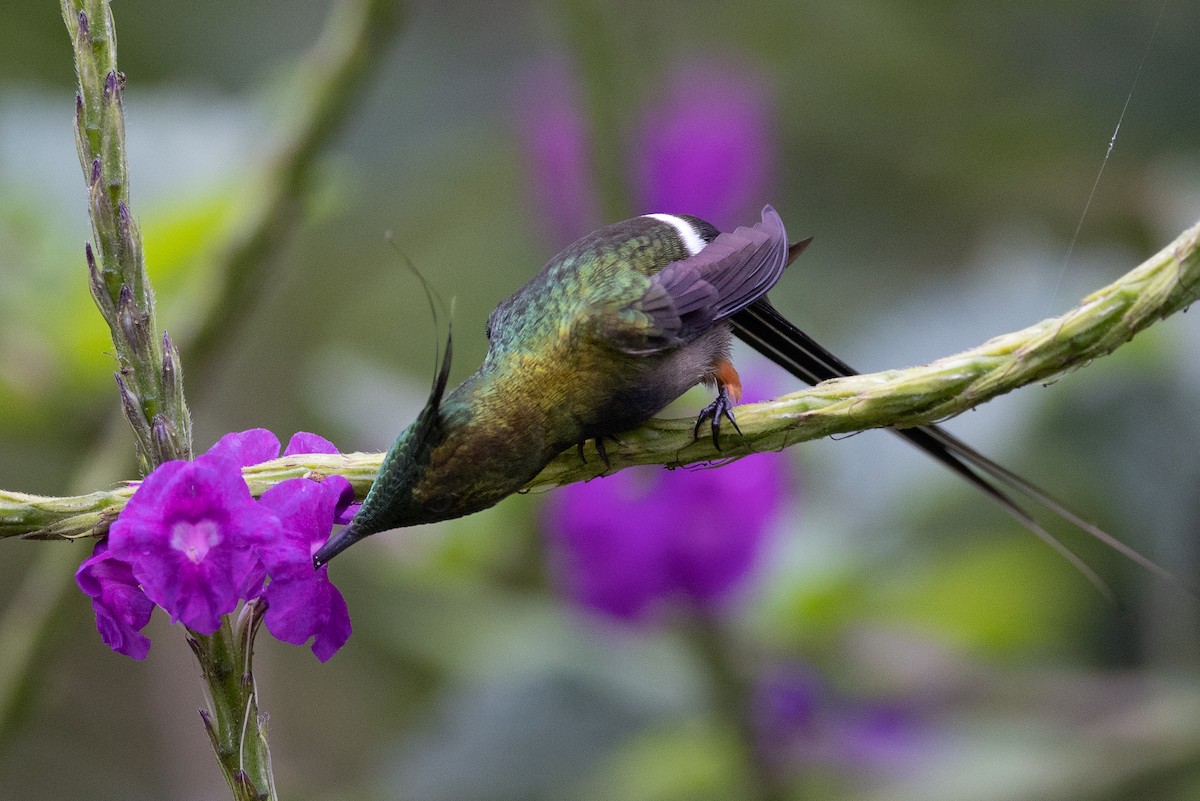 Wire-crested Thorntail - ML617732149