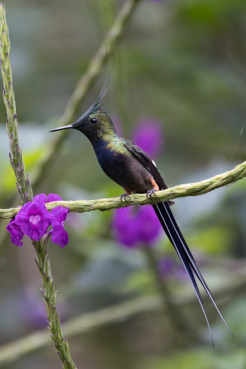 Wire-crested Thorntail - ML617732150