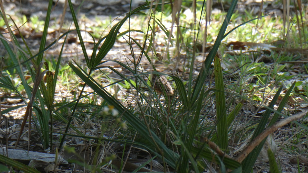 Grasshopper Sparrow - ML617732177