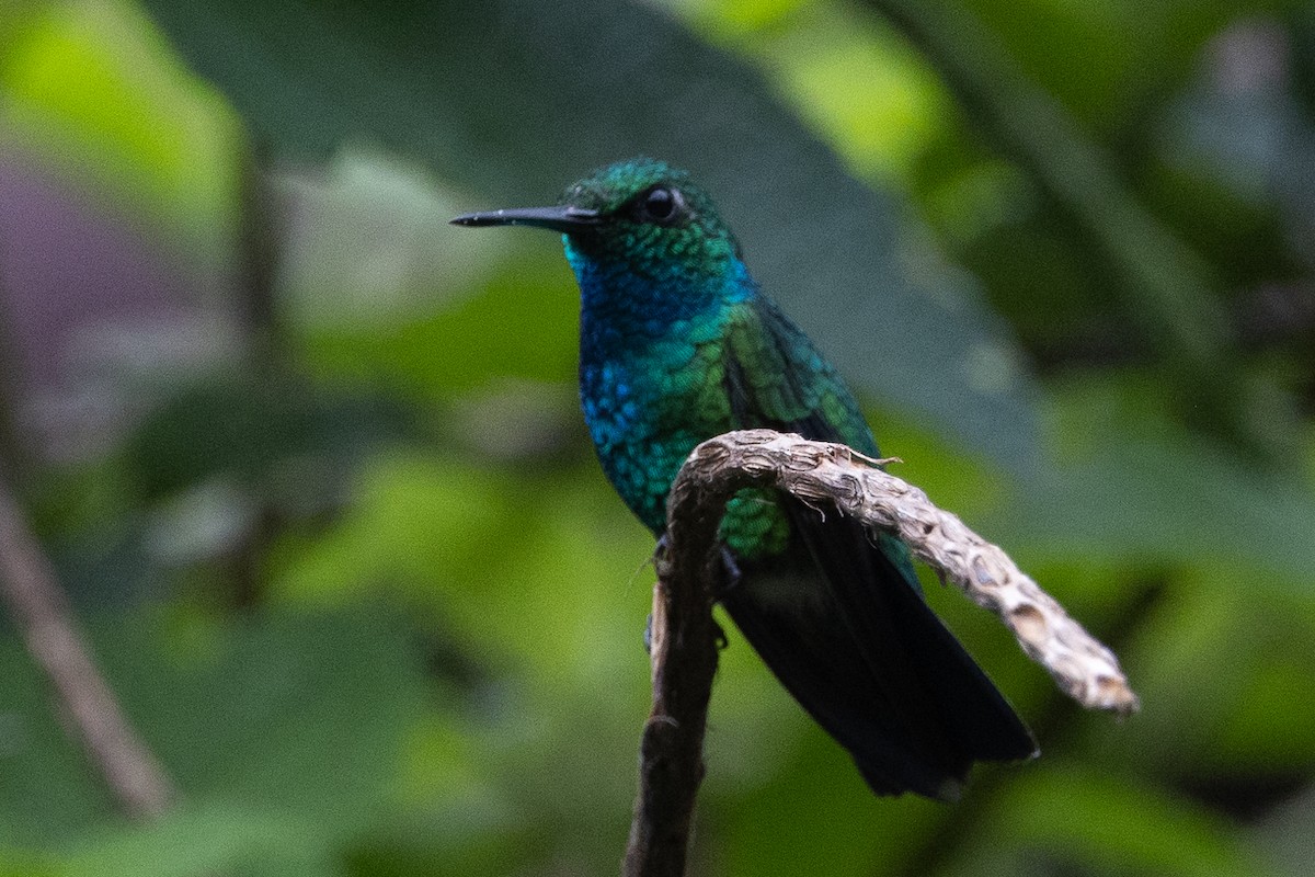 Blue-tailed Emerald - ML617732183