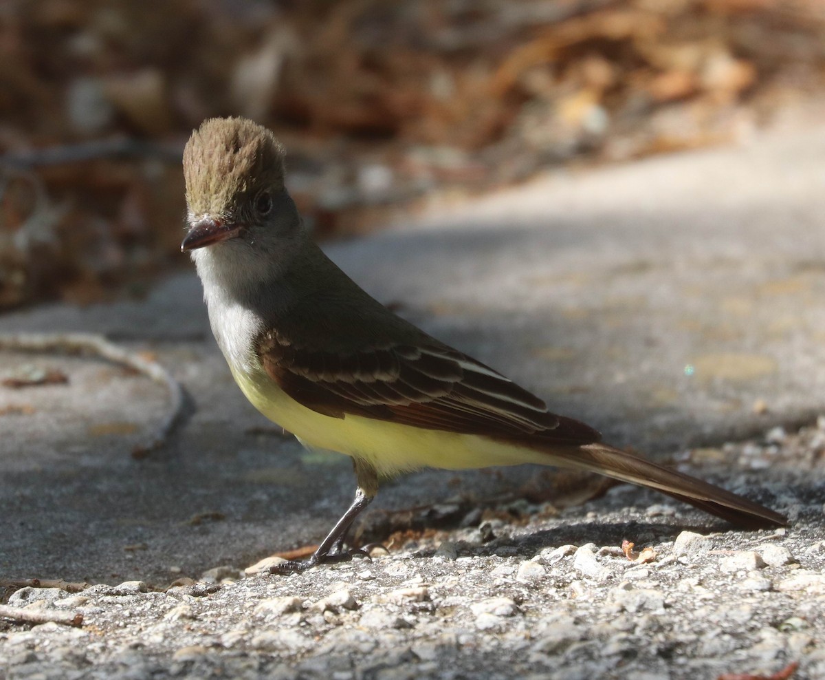Great Crested Flycatcher - ML617732225