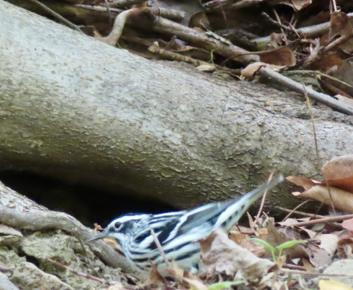 Black-and-white Warbler - ML617732237