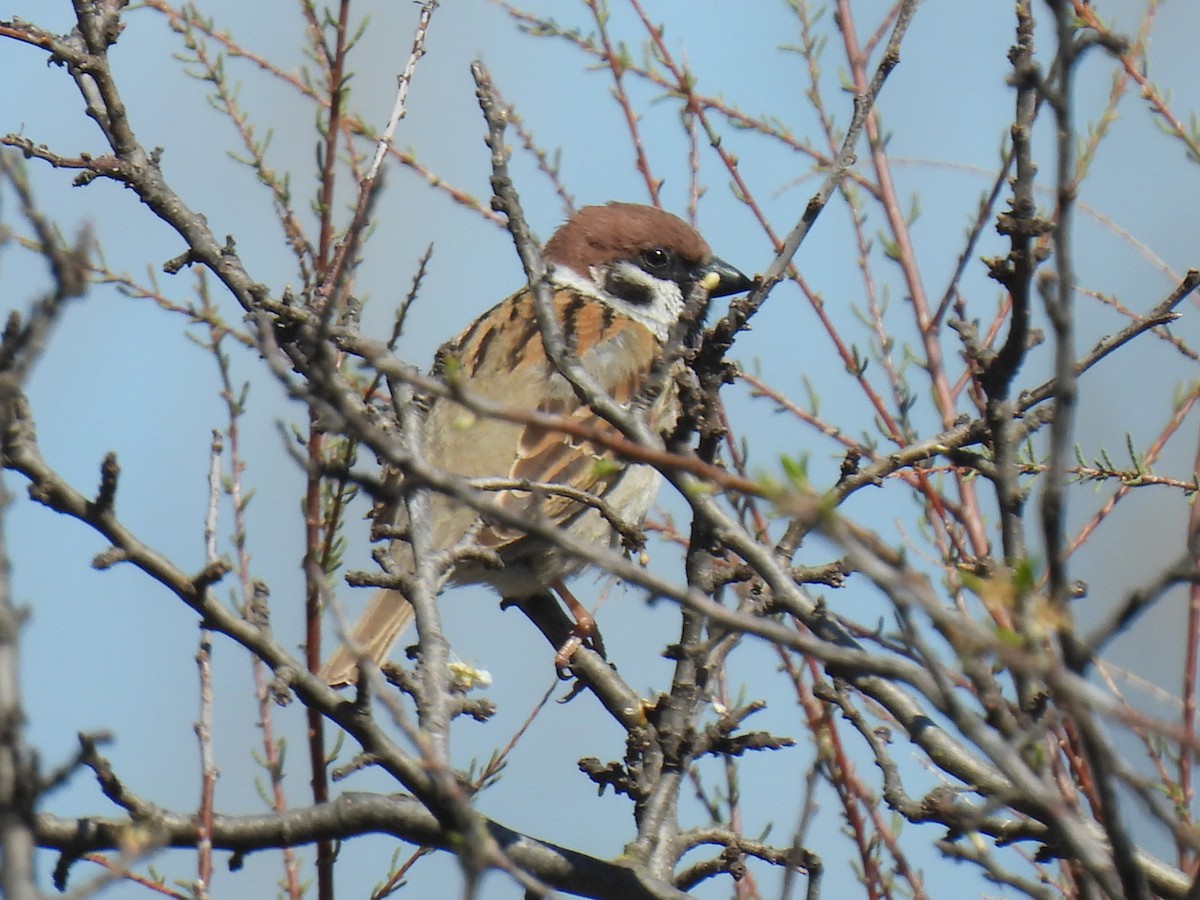 Eurasian Tree Sparrow - ML617732370