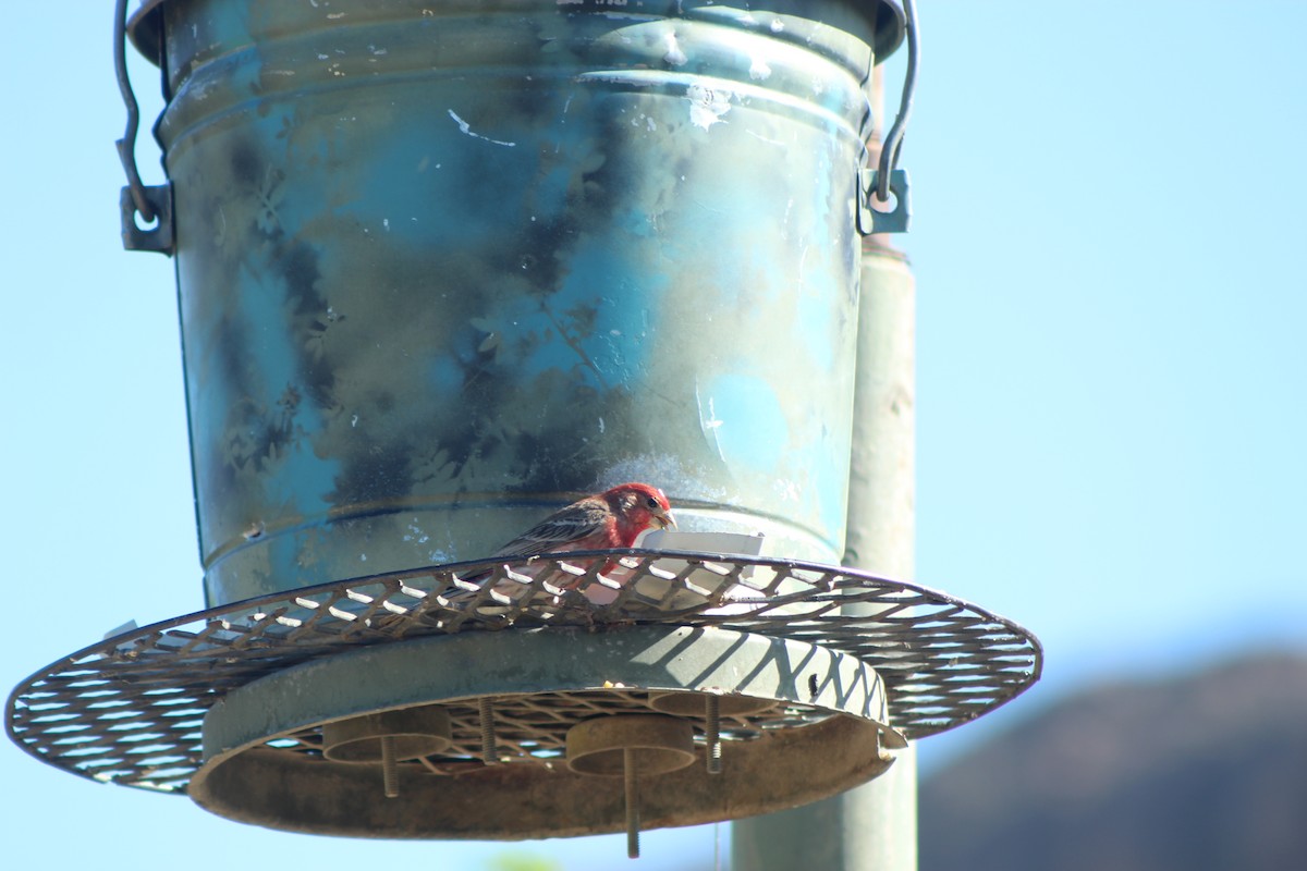 House Finch - Lila Lewis