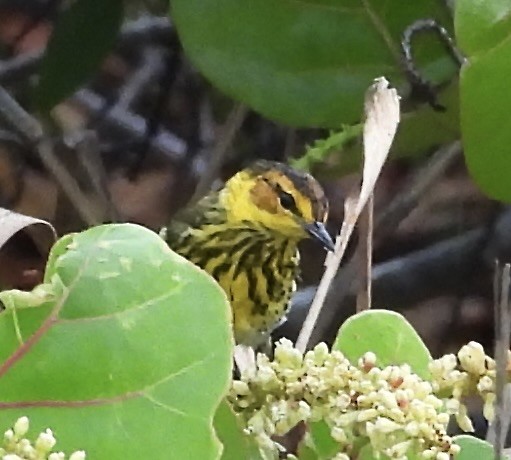 Cape May Warbler - ML617732719
