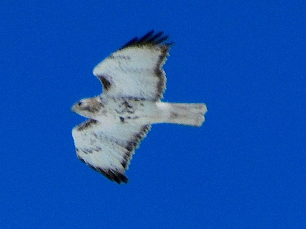 Red-tailed Hawk - ML617732740