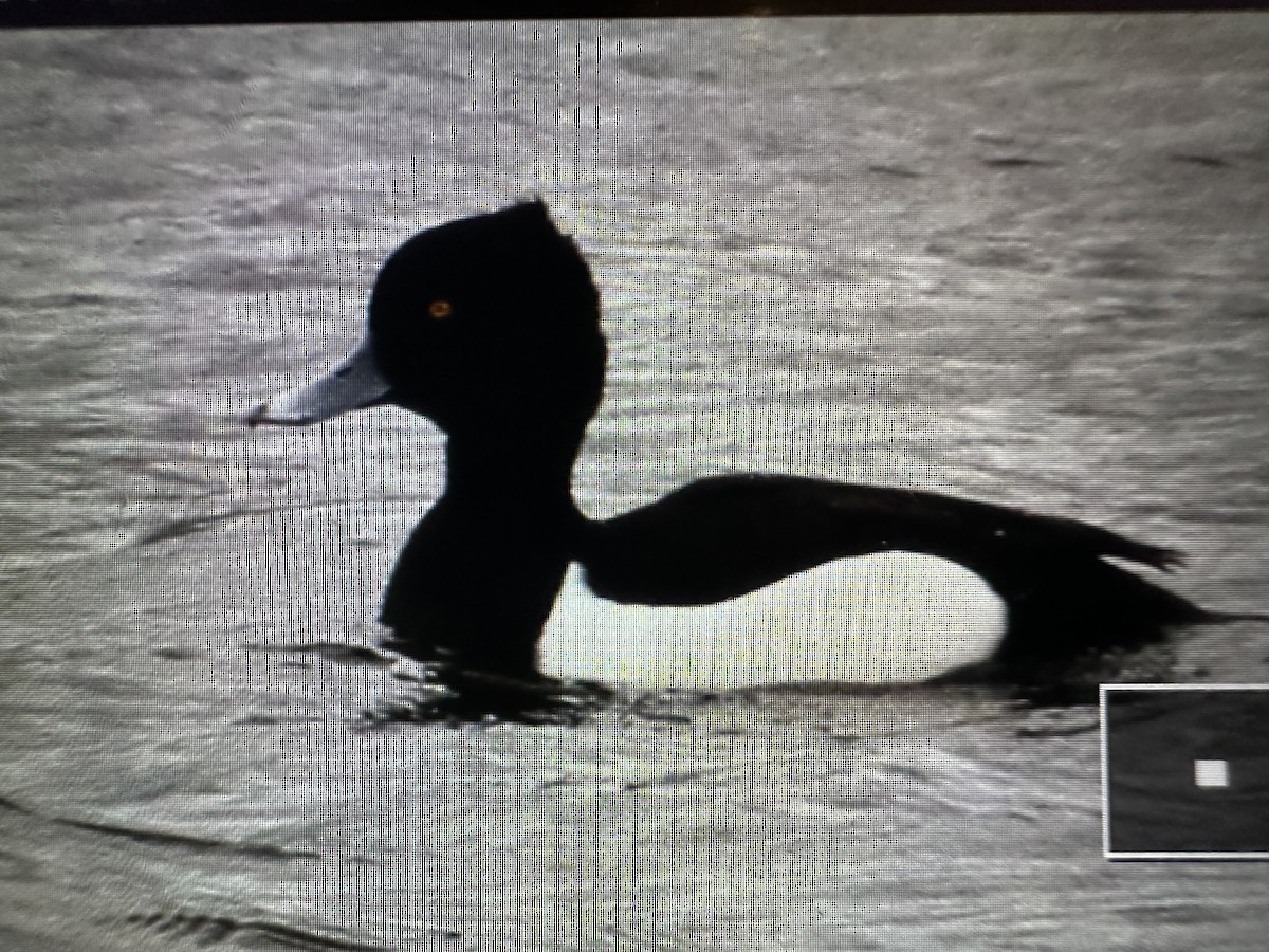 Tufted Duck - ML617732772