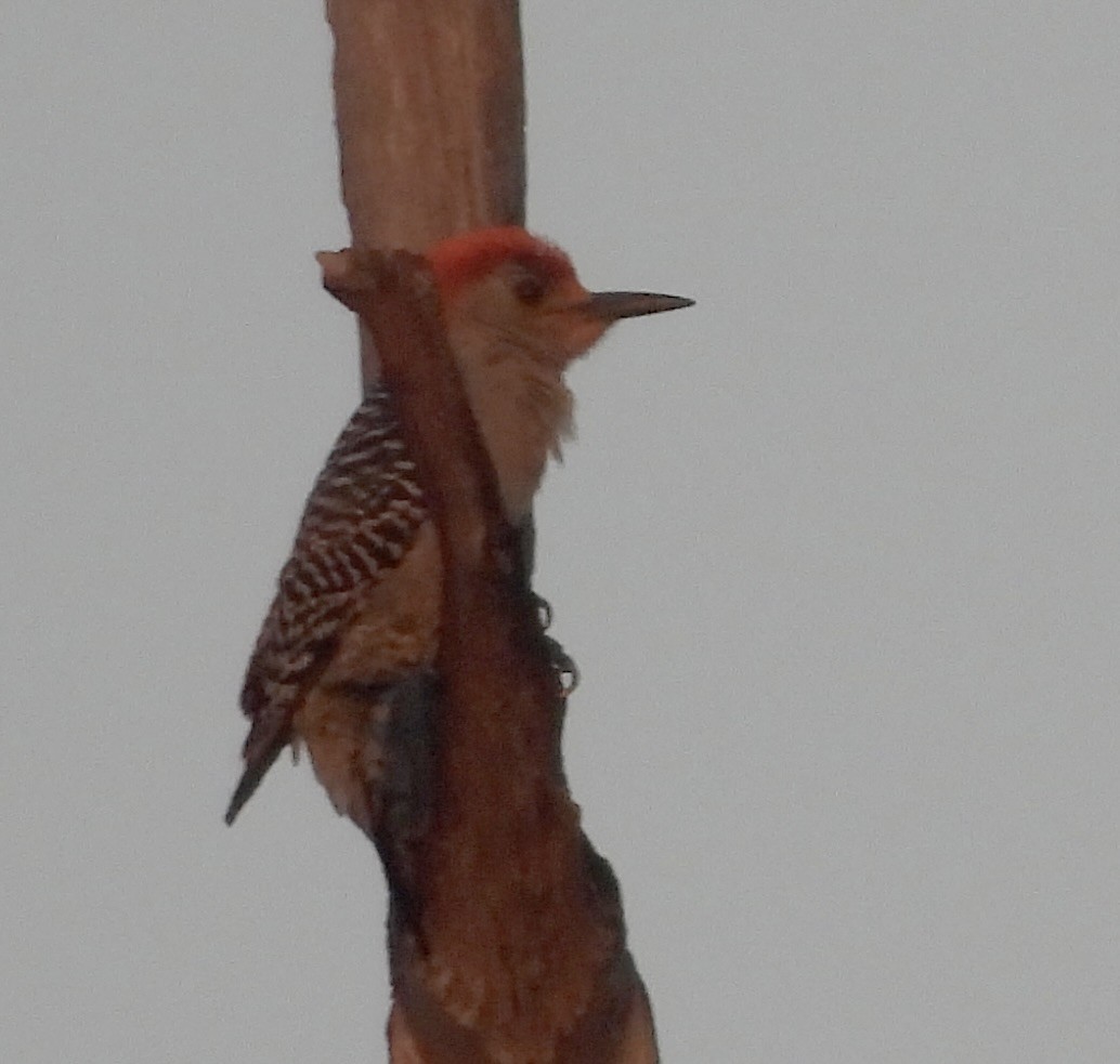 Red-bellied Woodpecker - ML617732779